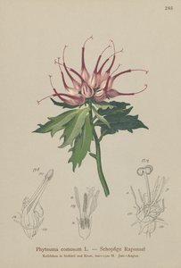 Horned Rampion (Phyteuma comosum, Physoplexis comosa, Syntoma comosum) av German School