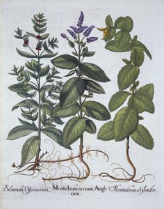 Horsemint and Spearmint, från Hortus Eystettensis, av Basil Besler (1561-1629), pub. 1613 (handfärgad gravyr) av German School