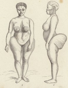 Hottentot Venus (gravyr) av German School