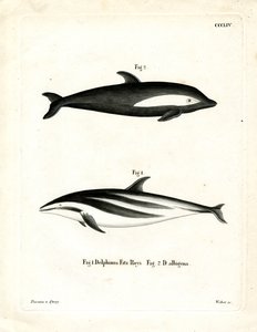 Timglas delfin (färgad gravyr) av German School