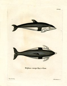 Timglas delfin (färgad gravyr) av German School
