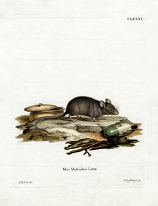 House Mouse (färgad gravyr) av German School