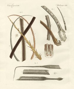Människo- och djurhår