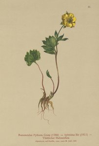 Hybrid smörblomma (Ranunculus Pythora, Ranunculus hybridus) av German School