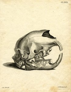 Hyrax Skull (färgad gravyr) av German School