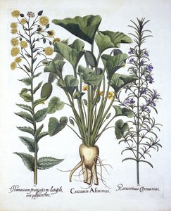I Squirting gurka, ii Narrowleaf Hawkweed, iii Rosemary, från Hortus Eystettensis, av Basil Besler (1561-1629) pub. 1613 av German School