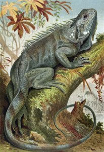 Iguana, tallrik från Brehms Tierleben> General Knowledge of the Animal Kingdom, vol.7, s.88, publicerad av Bibliographic Institute, 1892 av German School