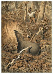 Illustration, indisk jakttapir i Amazonas skog. I "" De Bootslieden der Amazon-River", Karl Muller, Nederländerna av German School