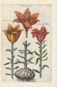 Illustration från "Florilegium ... behandling av olika blommor och andra indexväxter som livfullt avgränsade i två delar och fyra språk arrangerade av German School