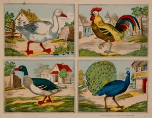 Illustration som visar en anka, gås, påfågel och tupp, Neuruppiner Bilderbogen av German School