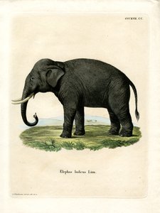 Indisk elefant (färgad gravyr) av German School