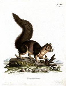 Indisk jätteekorre (färgad gravyr) av German School