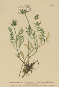 Indian Milkvetch (Astragalus australis, Astragalus aboriginum, Phaca australis) av German School