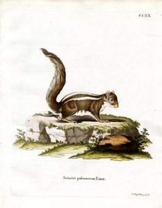 Indisk palmekorre (färgad gravyr) av German School