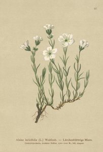 Inre alpin sandört (Alsine laricifolia, Minuartia laricifolia, Arenaria laricifolia) av German School