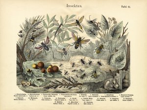 Insekter, c.1860 av German School