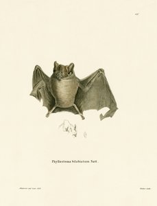 Ipanema Bat (färgad gravyr) av German School