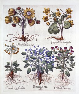 Ipheion Rolf Fiedler Spring Starflower, Marsh Marigold, Pseudo Helleborus, Viola Tricolor och Cowslip, från Hortus Eystettensis, av Basil Besler (1561-1629), pub. 1613 (handfärgad gravyr) av German School