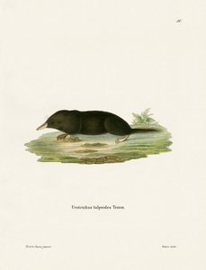Japanese Shrew Mole (färgad gravyr) av German School