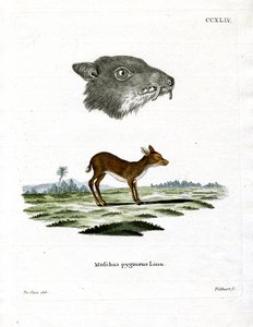 Java Mouse-Deer (färgad gravyr) av German School