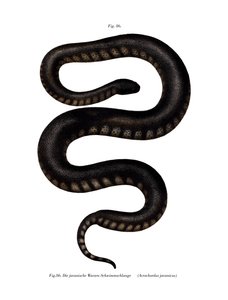 Javan File Snake (litho i färg) av German School