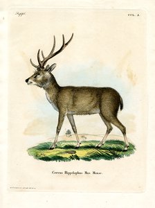 Javan Rusa (färgad gravyr) av German School