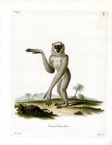 Javan Silvery Gibbon (färgad gravyr) av German School