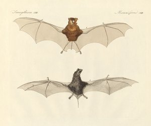 Javanesiska fladdermöss (färgad gravyr) av German School