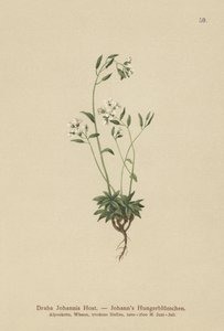 Johns Whitlow-grass (Draba Johannis) av German School
