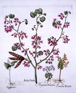 Judas Tree, May Lily, Moonwort, Liverwort, från Hortus Eystettensis, av Basil Besler (1561-1629), pub. 1613 (handfärgad gravyr) av German School