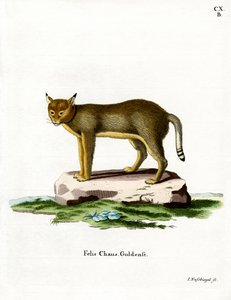 Jungle Cat (färgad gravyr) av German School