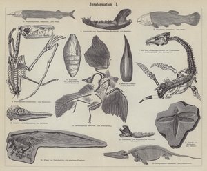 Jurassic fossiler (gravyr) av German School