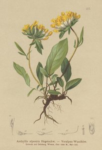 Njurvikcker (Anthyllis alpestris, Anthyllis vulneraria var. alpestris) av German School