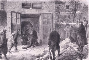 Att döda en elefant för mat i Jardin D