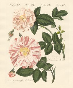 Typer av rosor (färgad gravyr) av German School