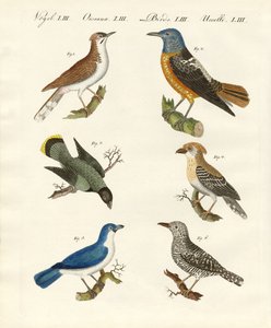 Typer av shrikes - eller rödryggade shrikes av German School