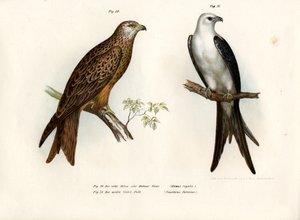 Drake, 1864 av German School