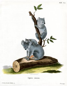 Koala (färgad gravyr) av German School