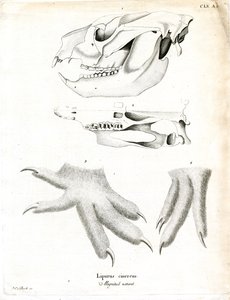 Koala (färgad gravyr) av German School