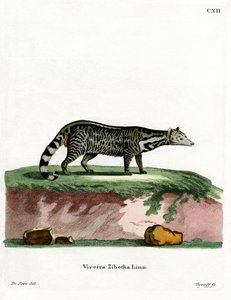 Stor indisk civet (färgad gravyr) av German School