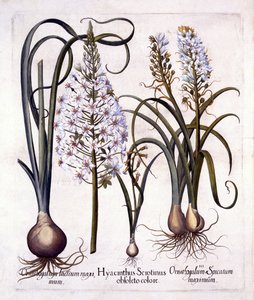 Late Hyacinth and Star-Of-Bethlehem, från Hortus Eystettensis, av Basil Besler (1561-1629), pub. 1613 (handfärgad gravyr) av German School