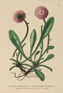 Bladlös skaft Globularia (Globularia nudicaulis) av German School