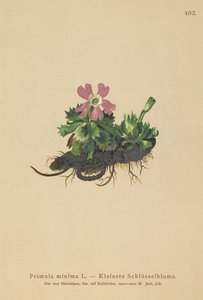 Minst Primrose (Primula minima, Auriculastrum primula, Primula veris) av German School