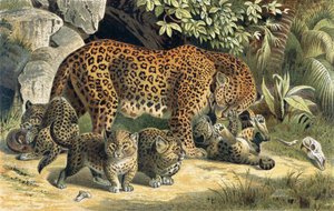 Leopard, tallrik från Brehms Animal Life: General Knowledge of the Animal Kingdom, vol.1, s.463, publicerad av Bibliographic Institute, 1890 av German School