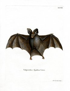 Lesser False Vampire Bat (färgad gravyr) av German School