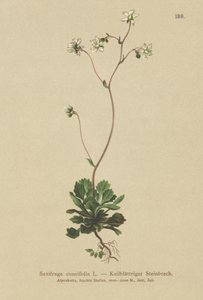 Lesser London pride (Saxifraga cuneifolia) av German School