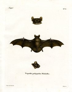Lesser Noctule Bat (färgad gravyr) av German School