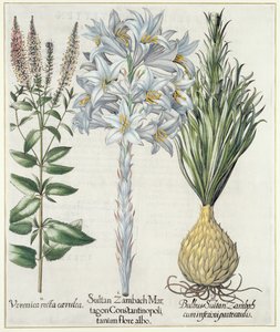 Lilja: 1. Sultan Zambach Martagon av Konstantinopel vit blomma 2. Veronica recta carnlea 3. Bulbus Sultan Zambach cuminfeunipartecaulis, från Hortus Eystettensis av Basil Besler (1561-1629), pub. 1613 av German School