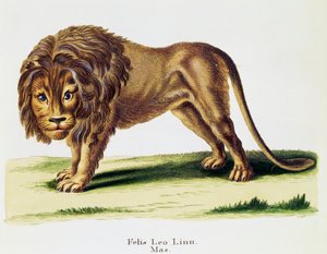 Lejon (Felis leo), från Däggdjur illustrerade från naturen med beskrivningar, av Johann Christian Daniel von Schreber (1739-1810), gravyr av H I Tisroff, volym 3, tabell 97-A, Tyskland av German School