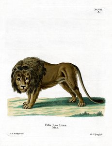 Lejon (färgad gravyr) av German School